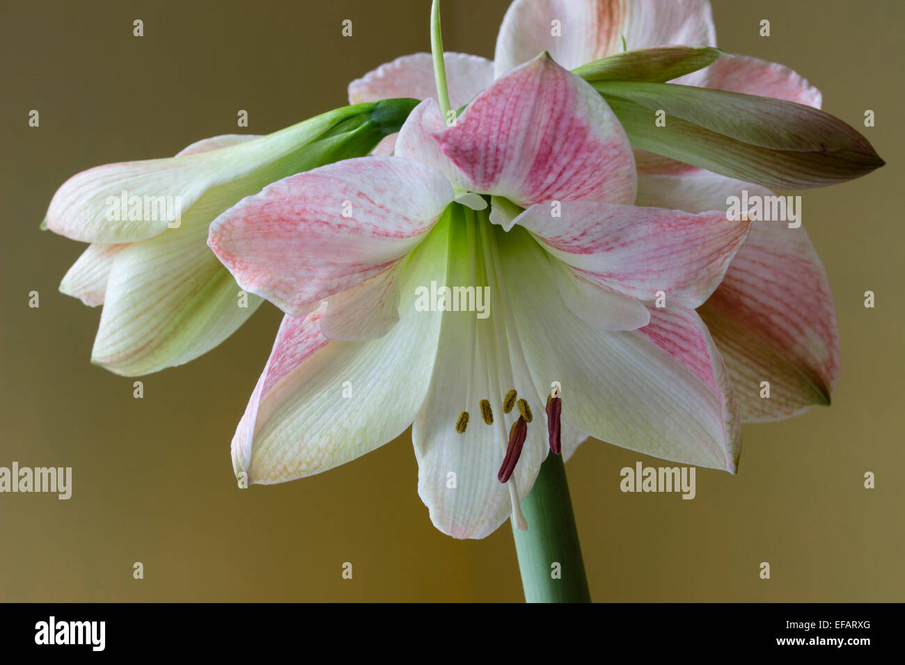 Single flower in the head of Hippeastrum 'Apple Blossom', the florist's Amaryllis Stock Photo