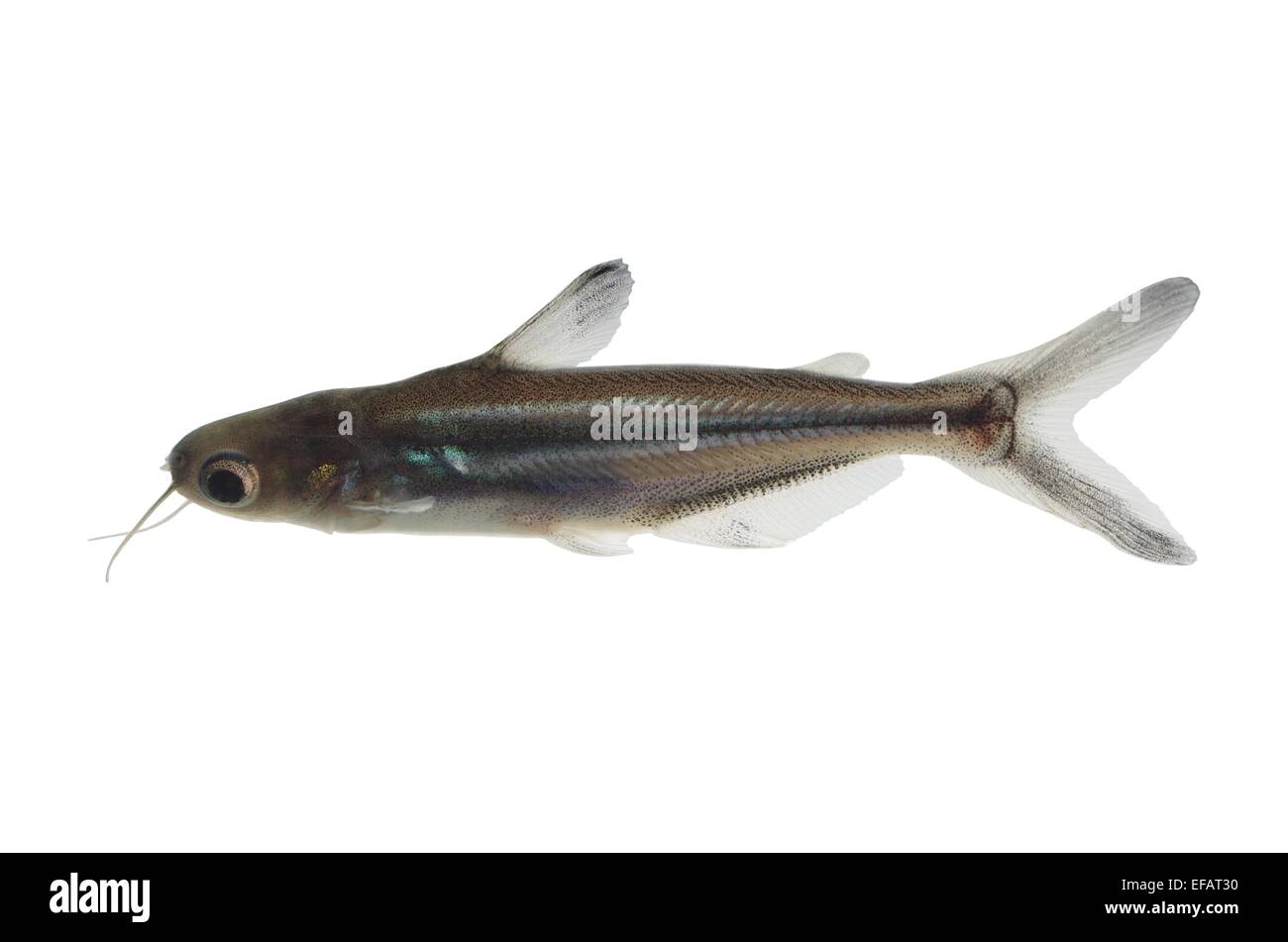 tropical fish pangasius hypophthalmus on white background Stock Photo