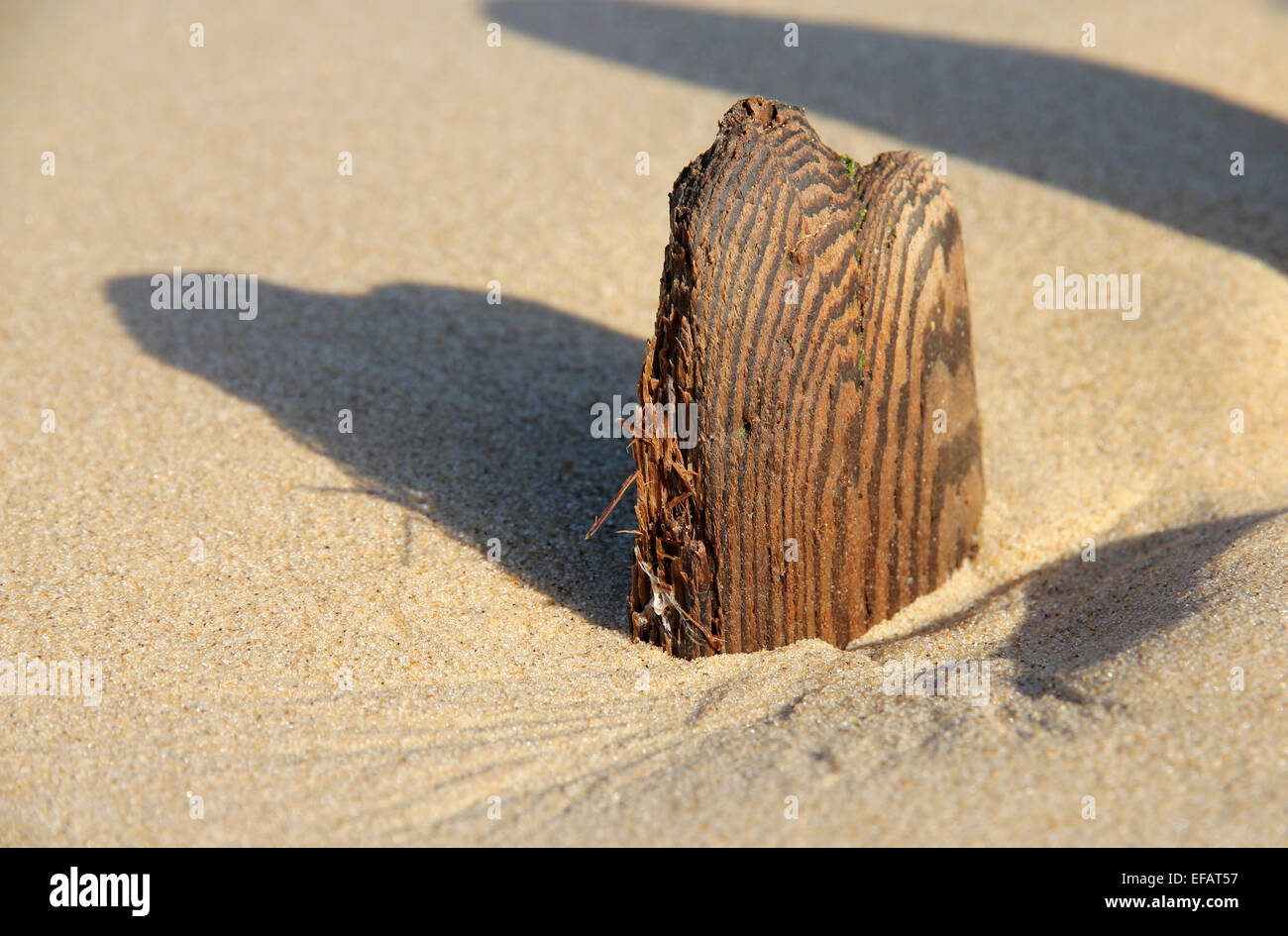 driftwood in sand, remains of old sea defenses, Walberswick, Suffolk Stock Photo