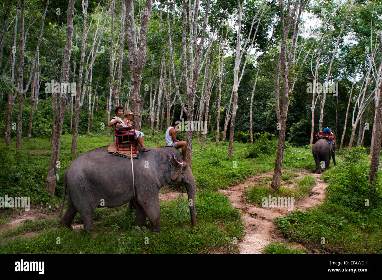 Elephant riding in rubber tree forest. Krabi. Thailand, Asia. Krabi ...