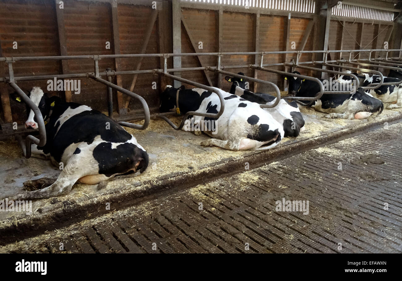 Black coloured dairy cattles in rest Photo 1/13/2015 Stock Photo