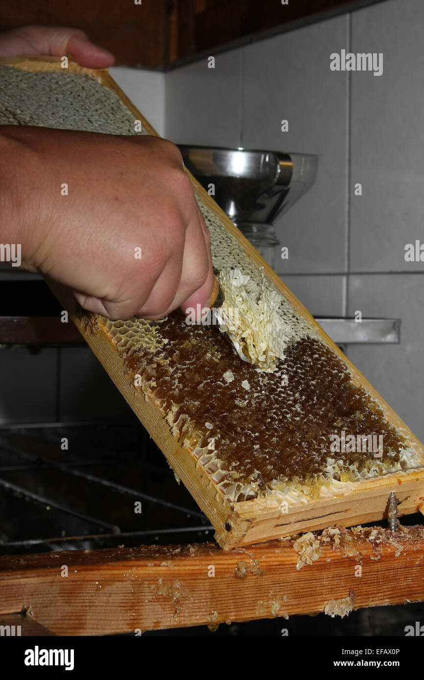 A filled yet open honeycomb. If the bees then find that the honey is ripe, they close the cells of the honeycomb hermetically with thin wax cover. Photo: Klaus Nowottnick Date: June 19, 2011 Stock Photo