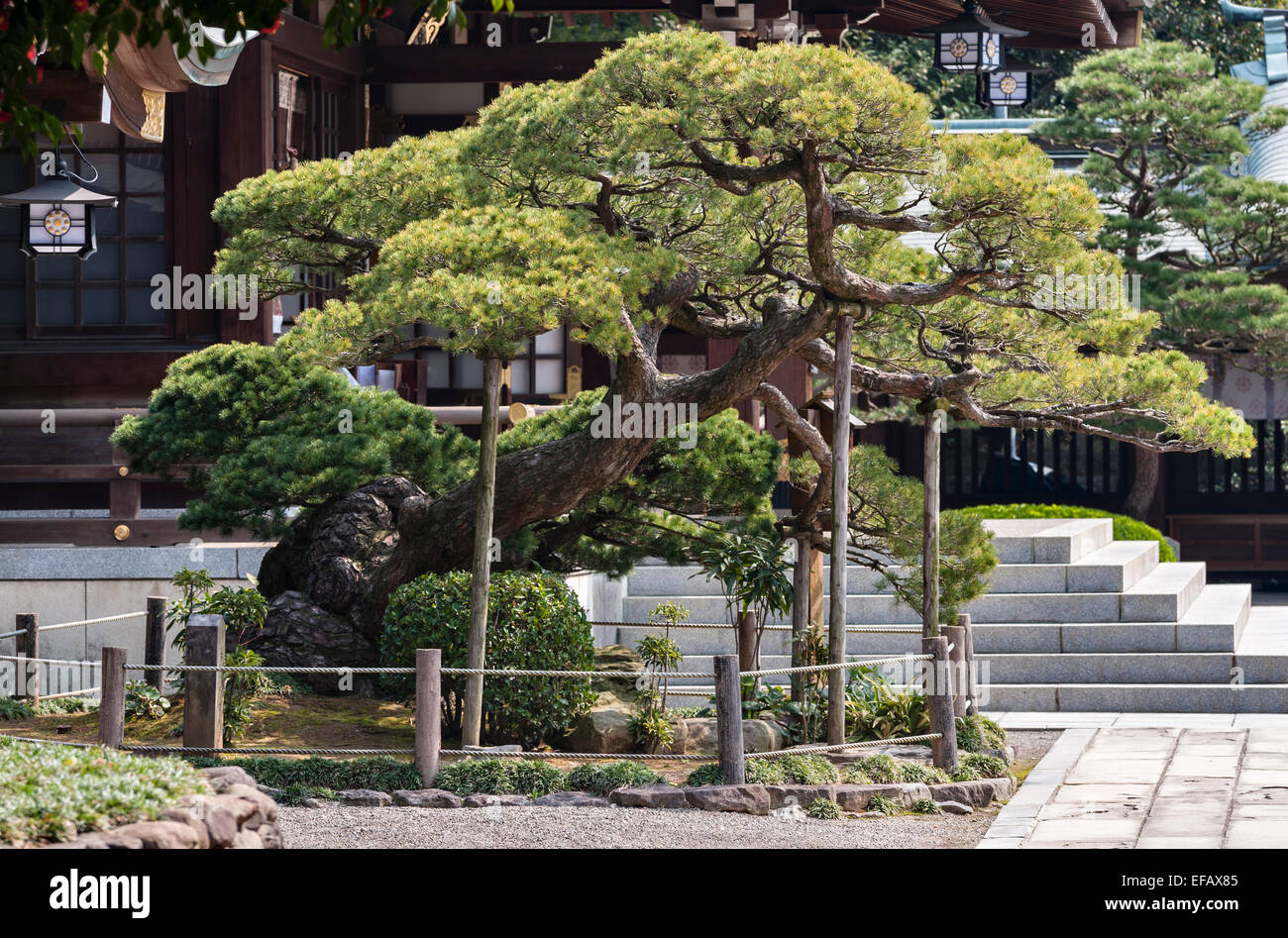 Kumamoto, Japan. Goyo no Matsu, a 400 year old Japanese White Pine tree (Pinus Parviflora) grown from a bonsai specimen in the 17c garden of Suizen-ji Stock Photo