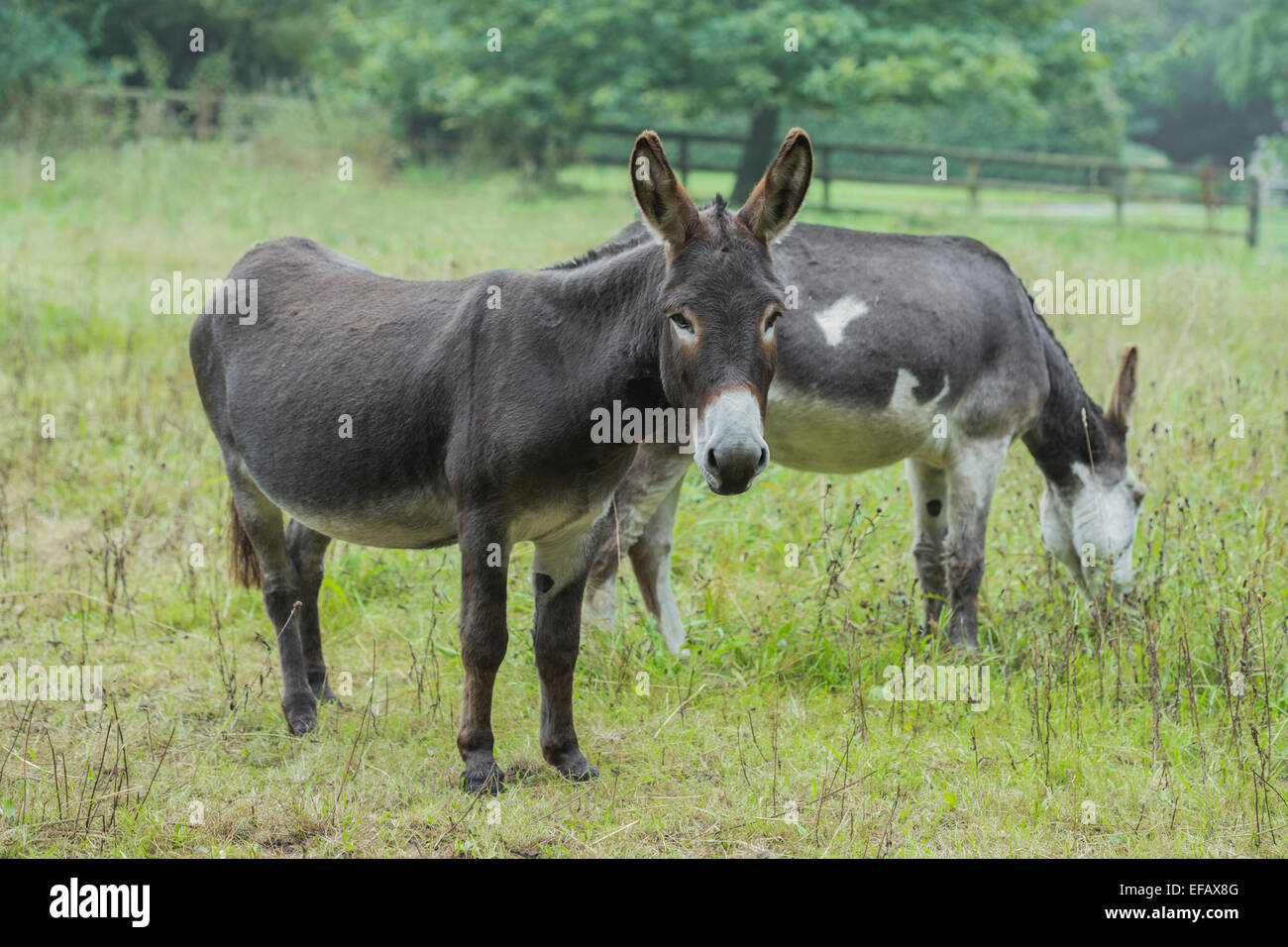 Chocolate brown and skewbald male donkeys in pasture. Stock Photo