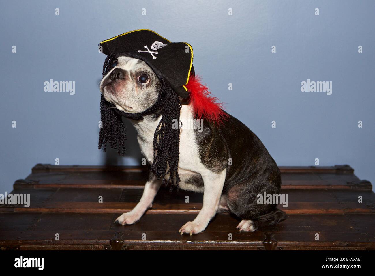 Boston Terrier dog sitting on a chest wearing a pirate hat Stock Photo