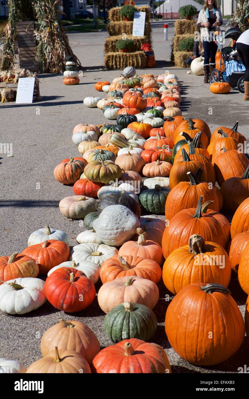 Multiple varieties of pumpkins lined up at a farmer's market Stock Photo