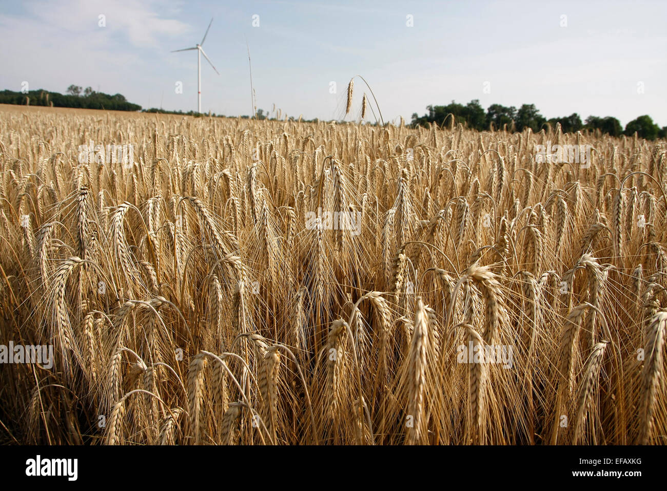 A field of ripe rye. The rye is usually harvested by combine harvesters. Rye bread is an important indigenous crops. Rye flour can be use practically with all baked goods and many other dishes. Photo: Klaus Nowottnick Date: August 2, 2014 Stock Photo