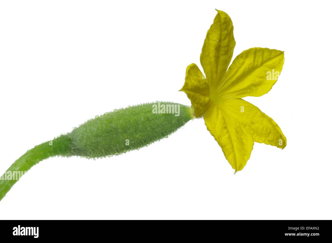 cucumber with flower Isolated on white background Stock Photo