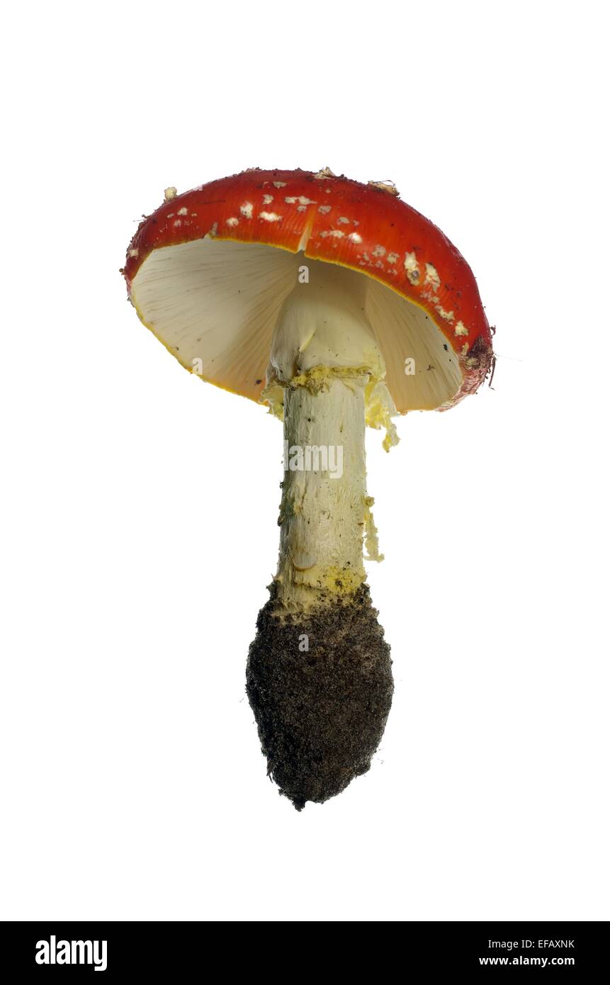 growing big red toadstool on white background Stock Photo