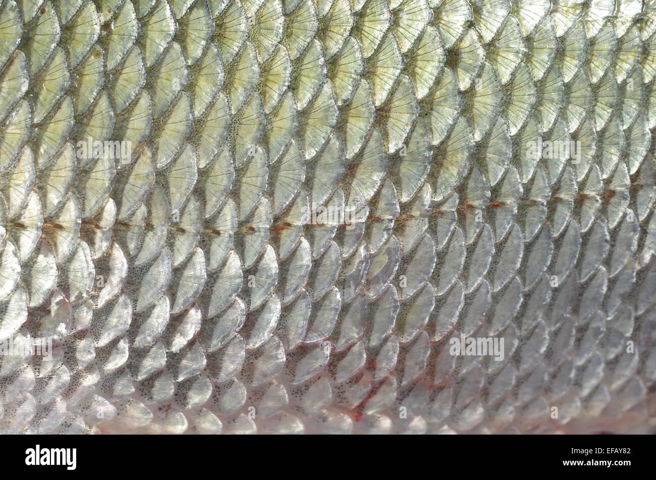 background fish skin with scales Stock Photo Alamy