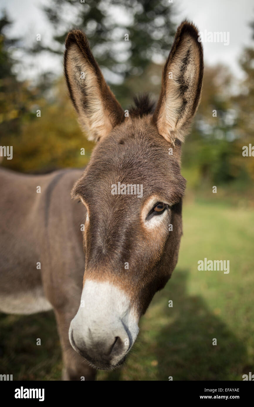 Chocolate brown Donkey Stock Photo Alamy