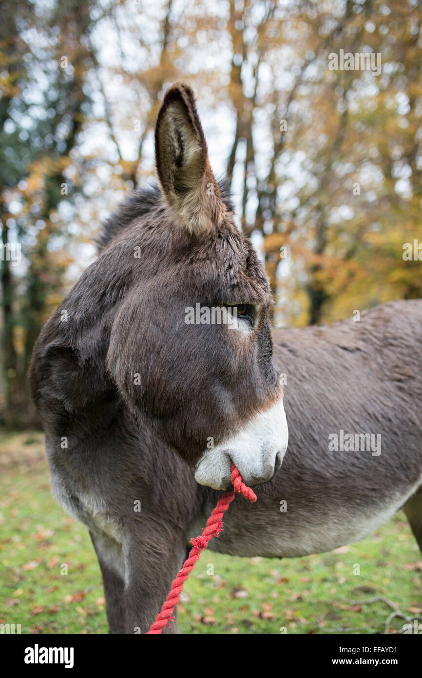 Male donkey hires stock photography and images Alamy