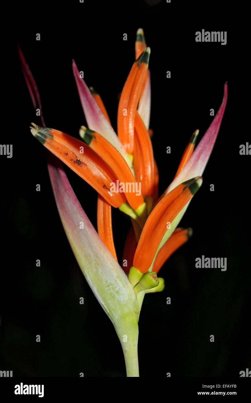 False Bird-of-Paradise Flower Strelitzia sp. Photographed At Night Stock Photo