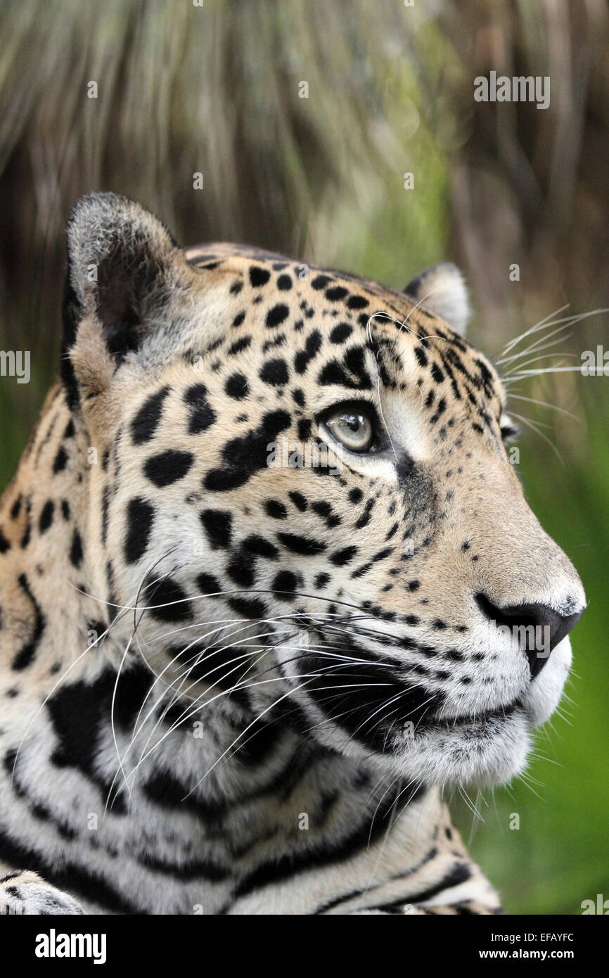 Jaguar Panthera onca Stock Photo