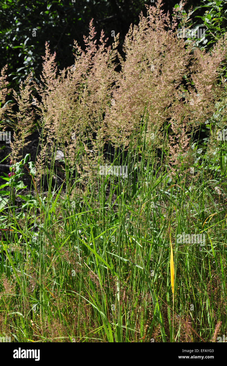 Purple reedgrass (Calamagrostis arundinacea) Stock Photo