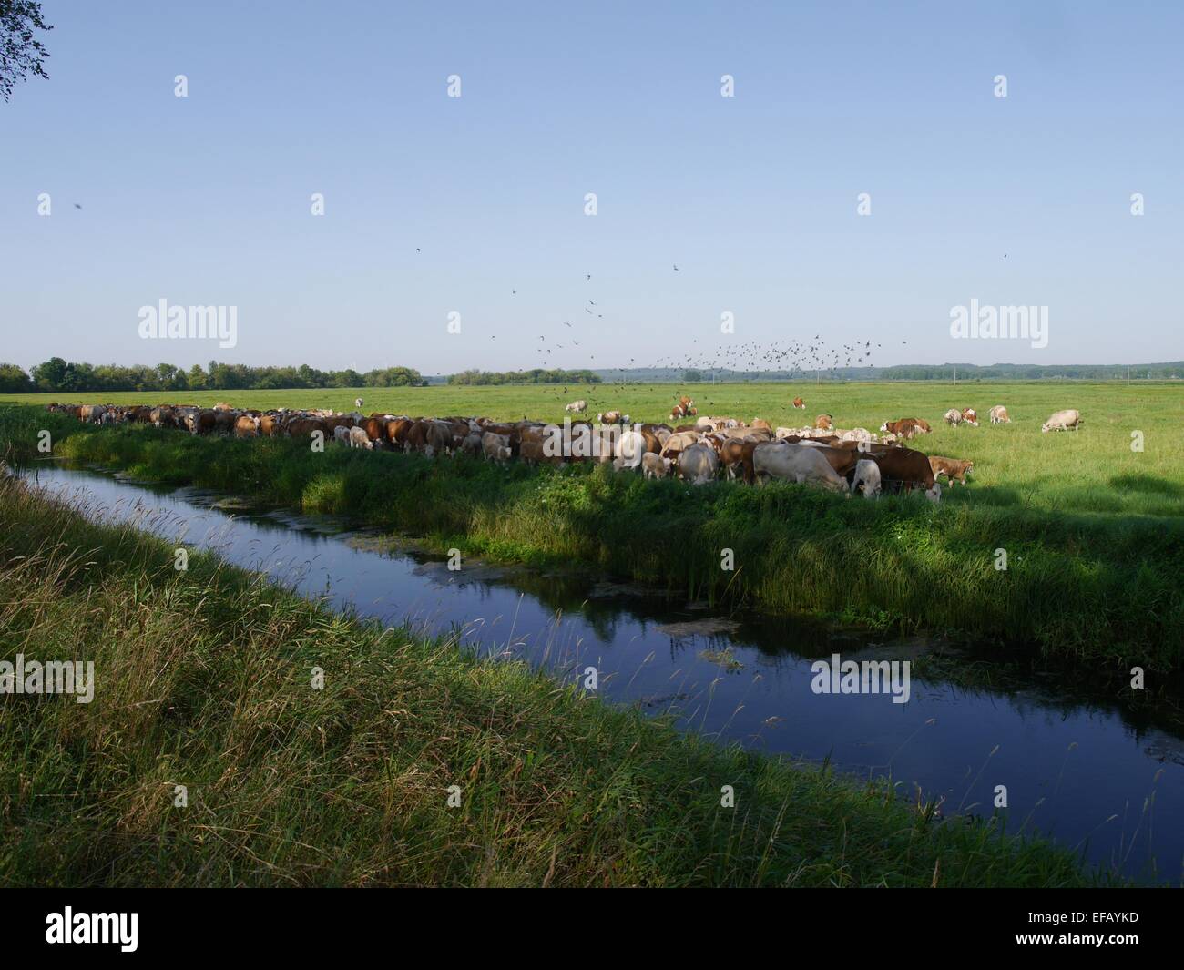 cows on pasture on background of sky Stock Photo - Alamy