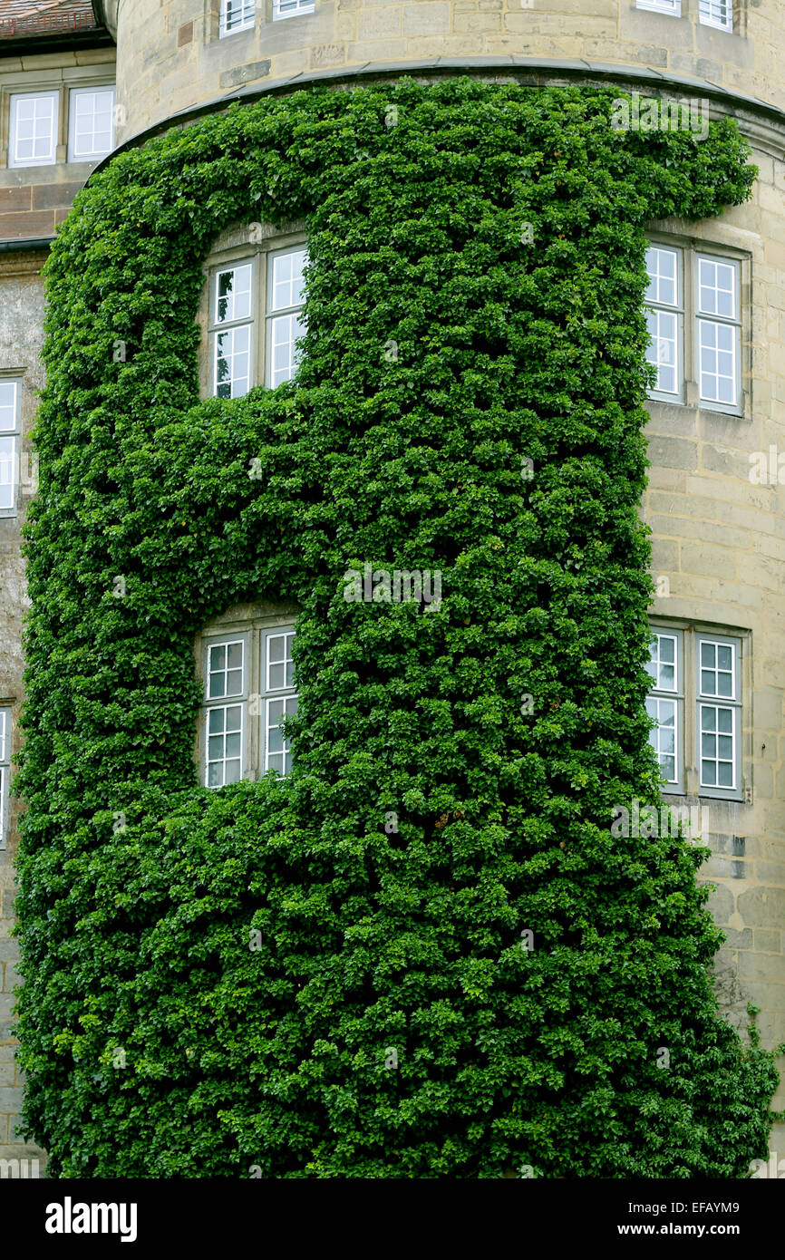 Apartment house wall covered with ivy Stock Photo