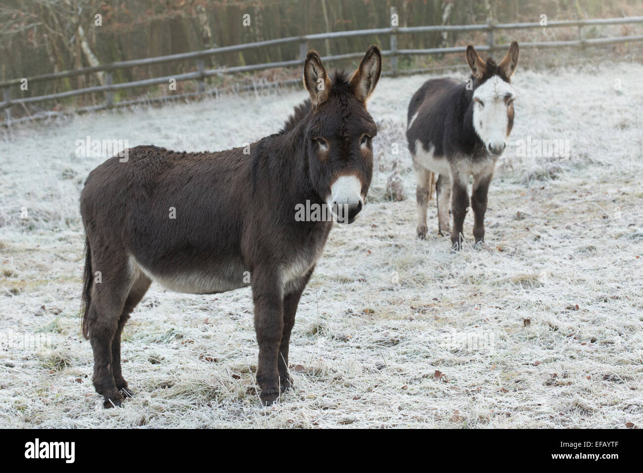 Chocolate brown and skewbald Donkeys Stock Photo Alamy
