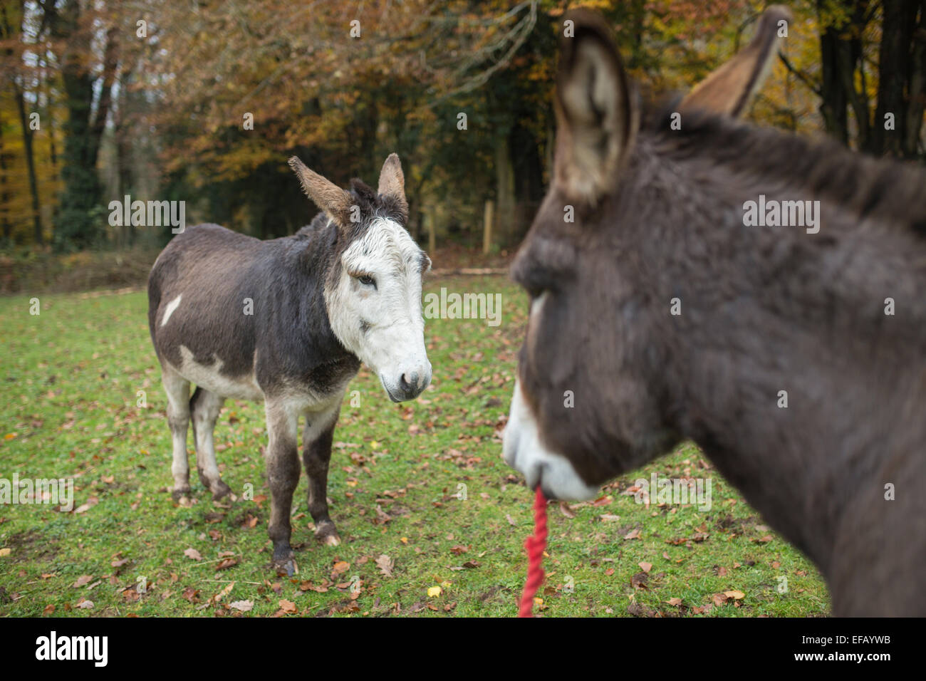 Skewbald Donkey. Stock Photo
