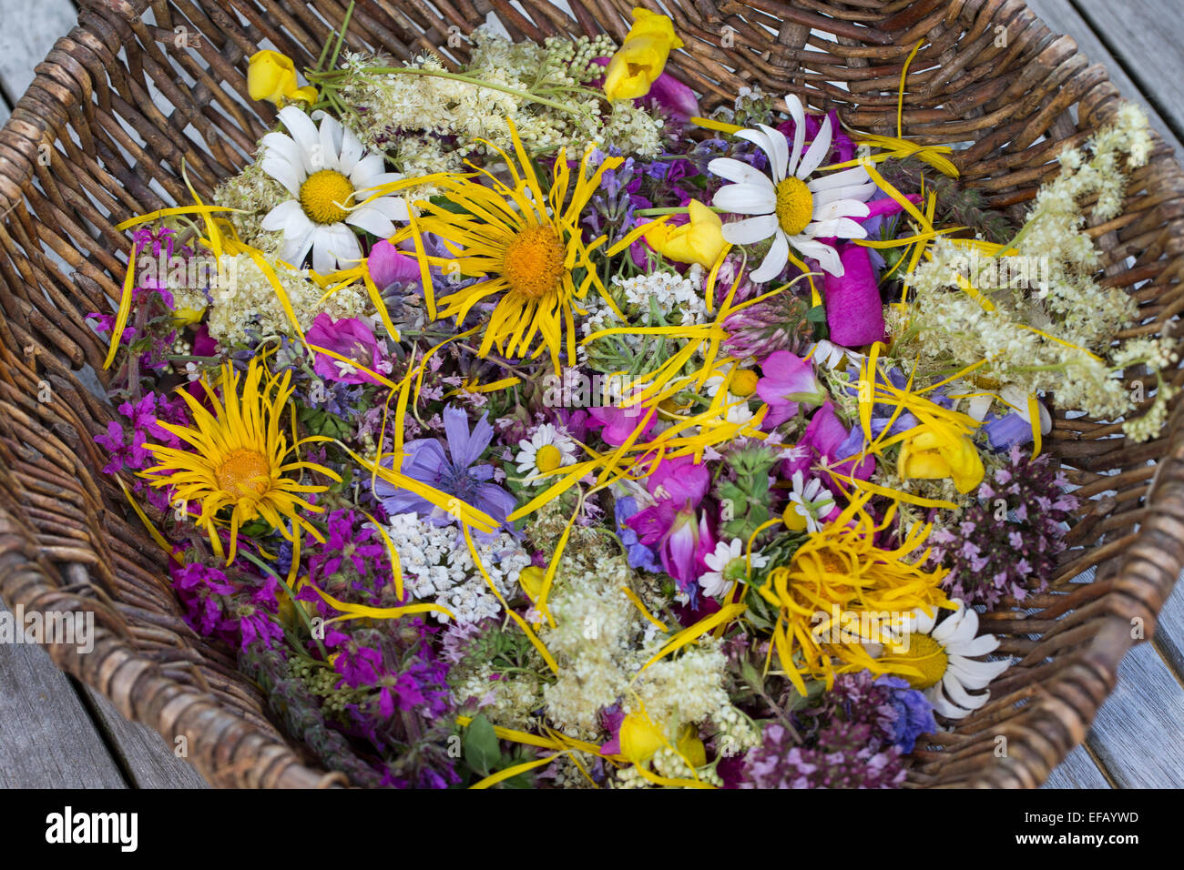 Blossoms, flower, flowers, blooms, petal, petals, Blüten, Blumen ...