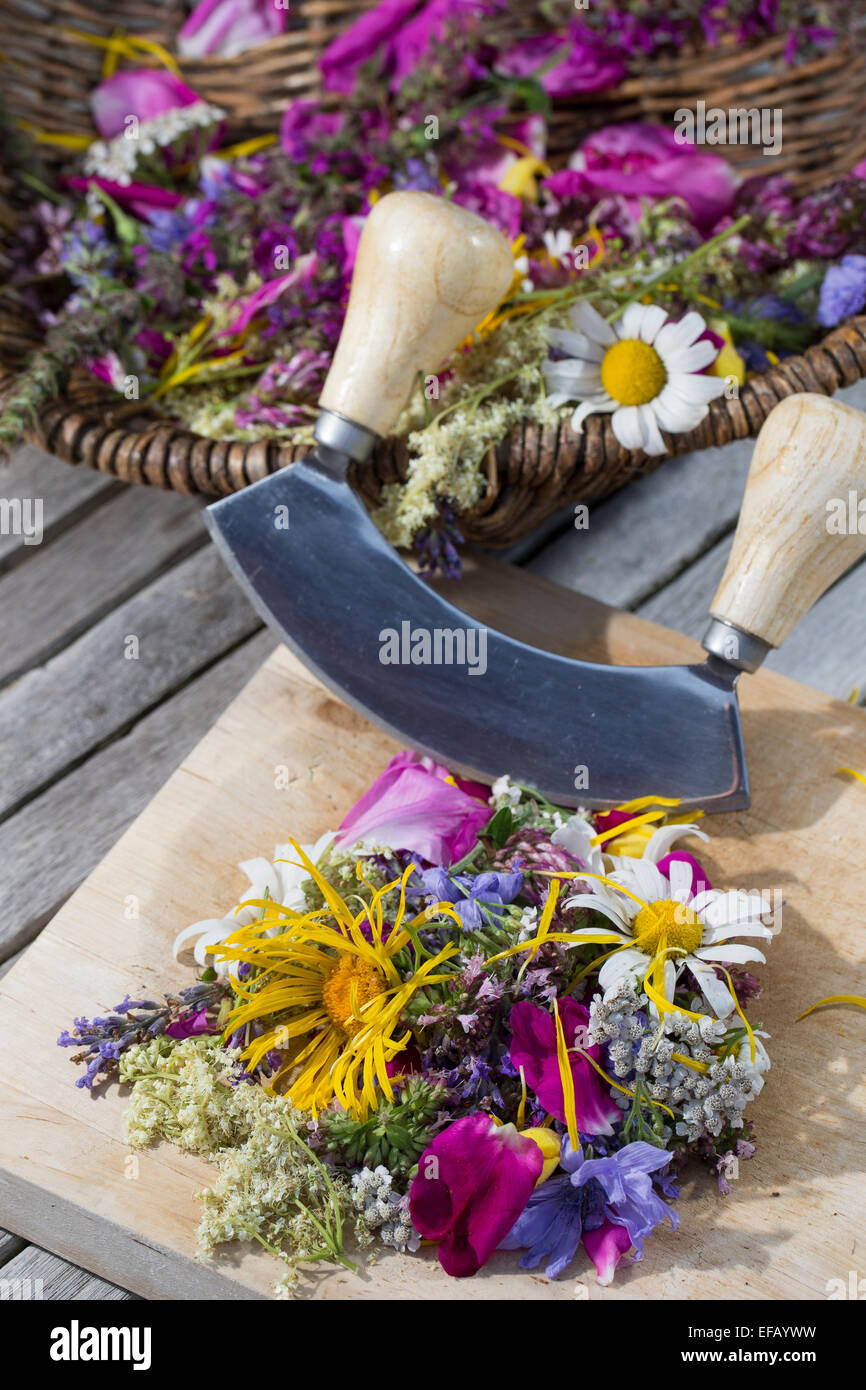 Blossoms, flowers, blooms, petals, mincing knife cradle, rocking tool, essbare Blüten, Blumen, Ernte, Wiegemesser, Messer Stock Photo