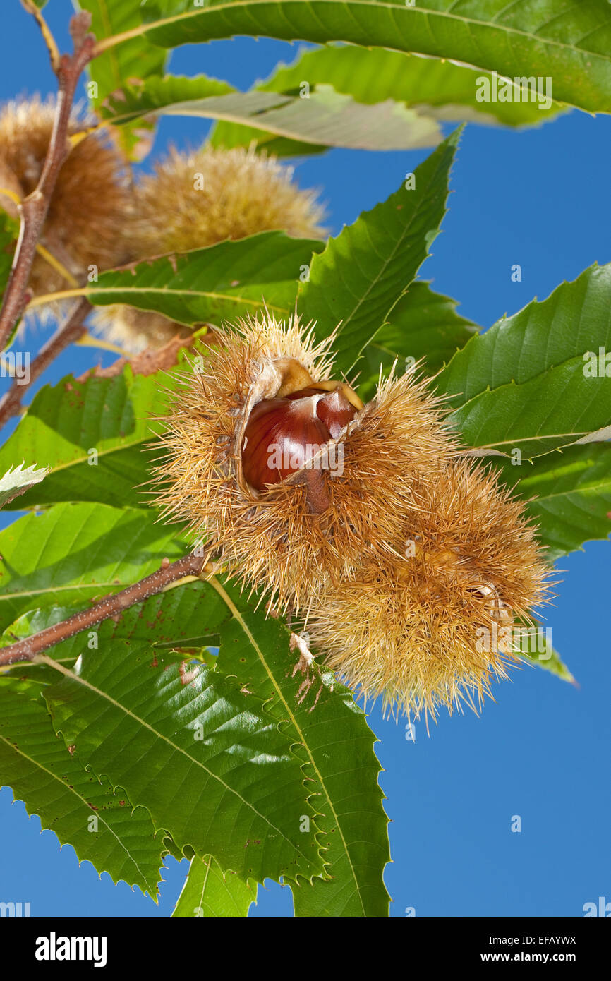 Spanish Chestnut, fruit, Edelkastanie, Esskastanie, Echte Kastanie, Marone, Früchte, Castanea sativa, Châtaignier commun Stock Photo