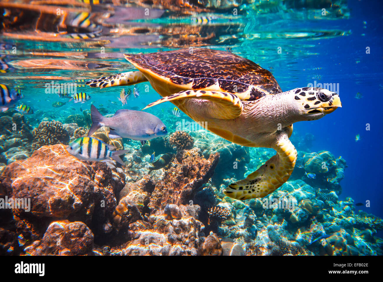 Hawksbill Turtle - Eretmochelys imbricata floats under water. Maldives Indian Ocean coral reef. Stock Photo