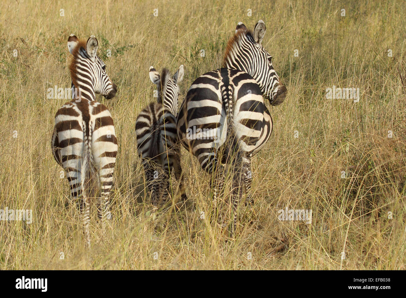 A group of three young common zebras, Equus Quagga, from behind in Serengeti National Park, Tanzania Stock Photo