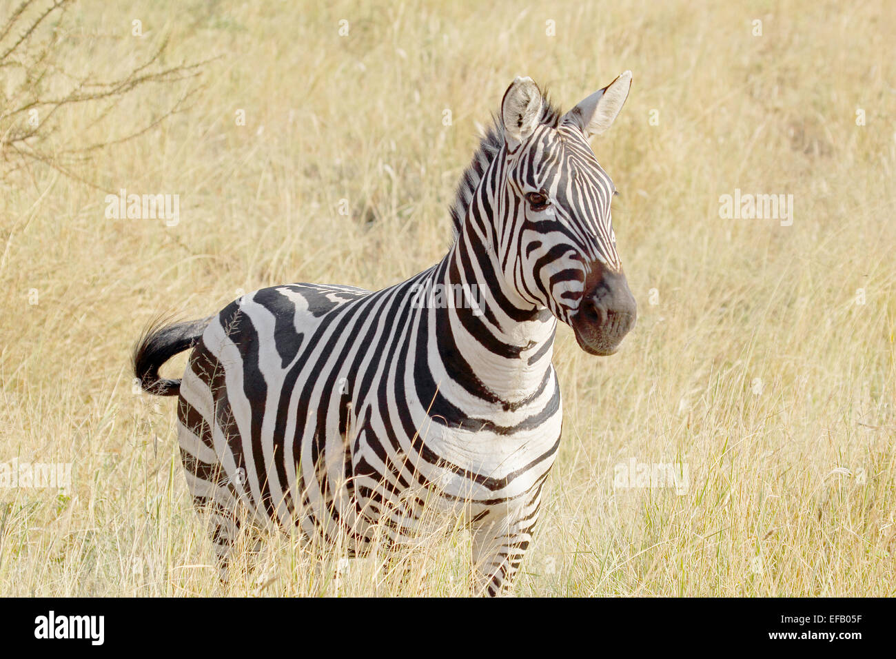 A common zebra, Equus Quagga, standing in the savannah in Serengeti National Park, Tanzania Stock Photo