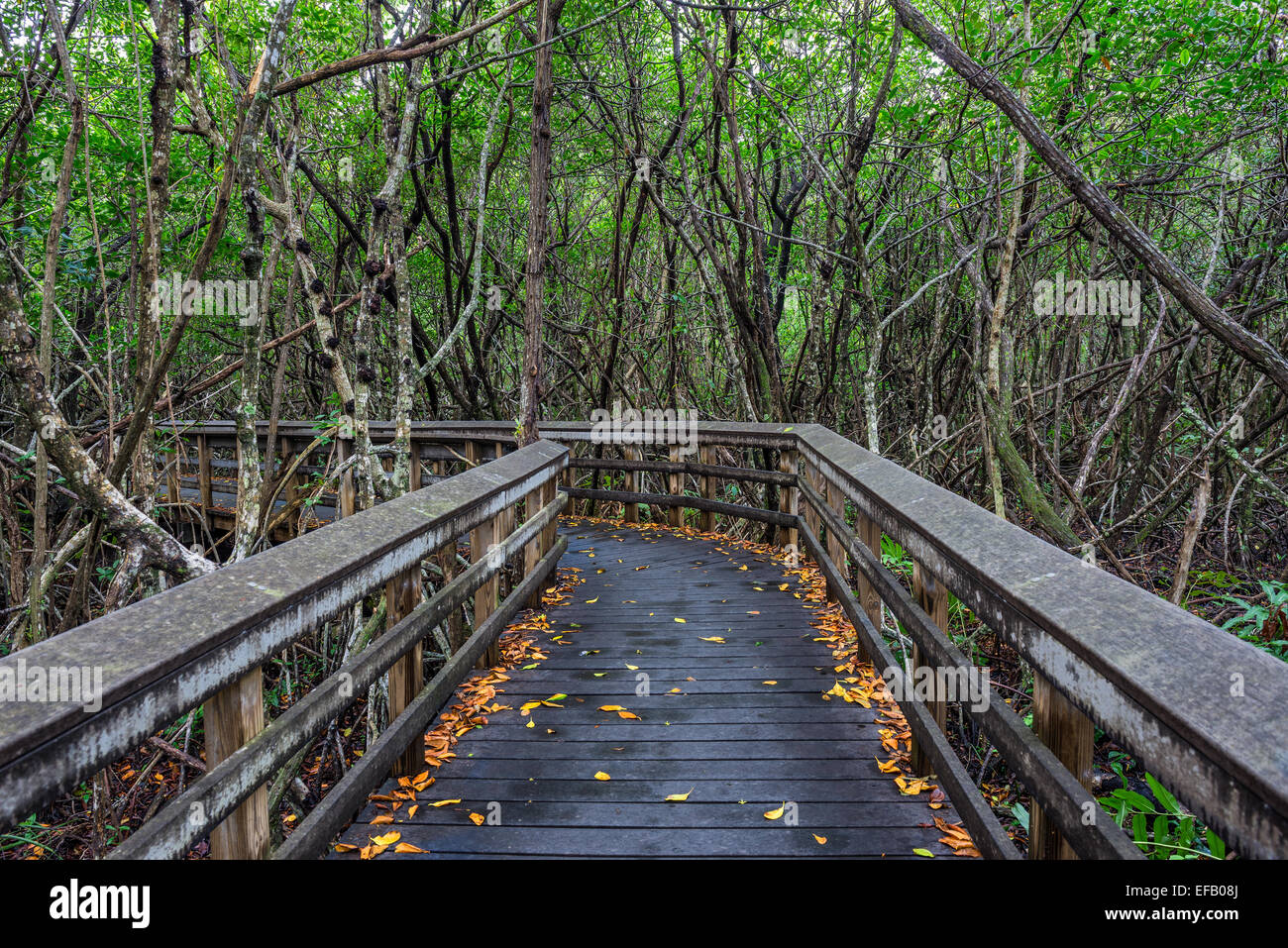 Raised wooden boardwalk through the wetlands of Everglades National Park, Florida Stock Photo