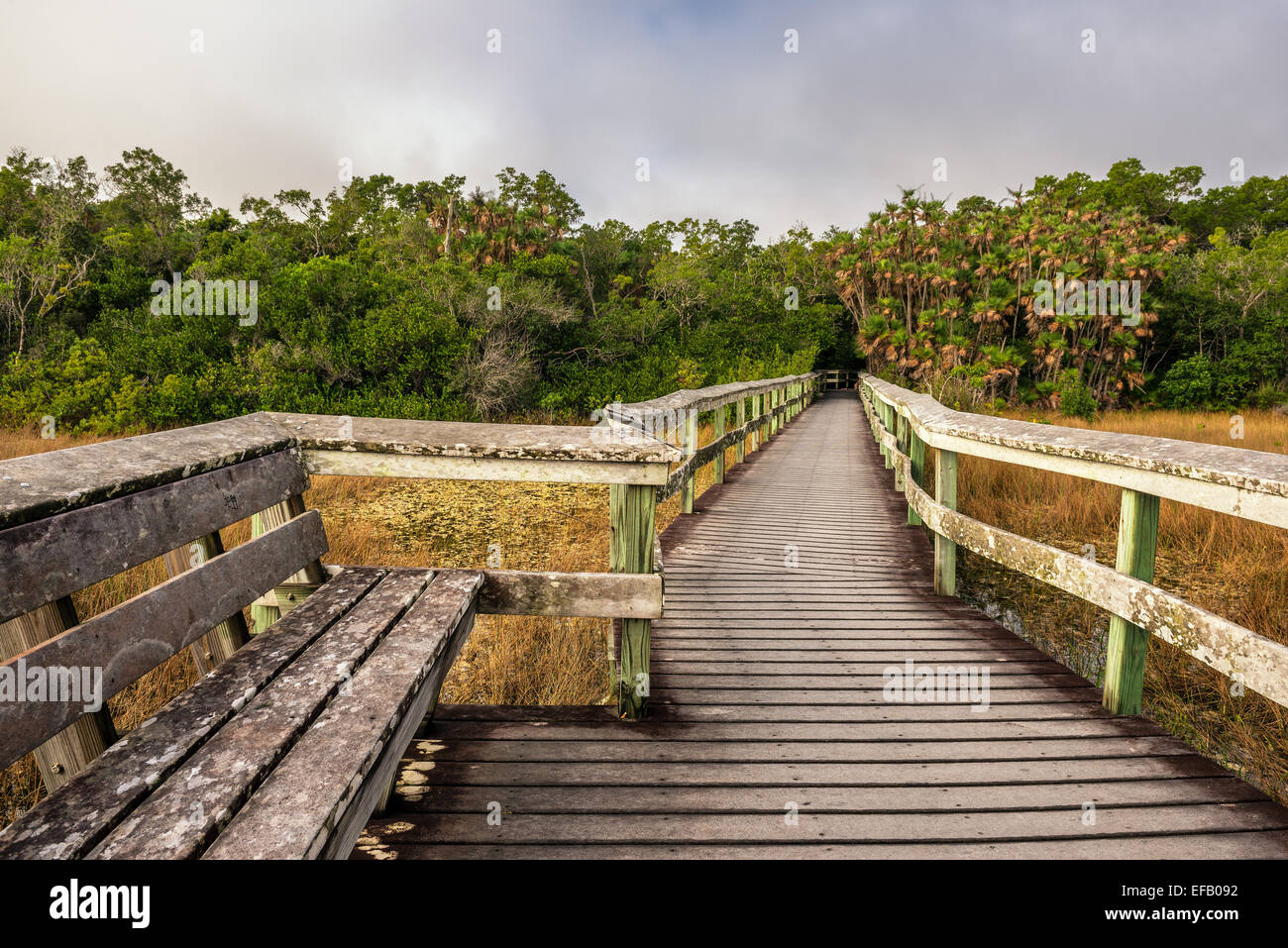 Bench on a raised wooden boardwalk in the wetlands of Everglades National Park, Florida Stock Photo