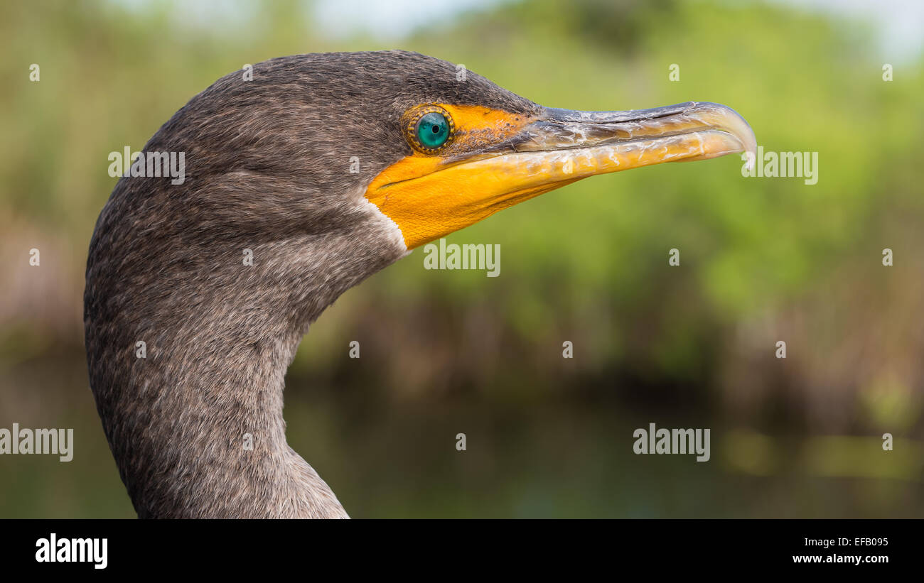 Side face portrait of a double-crested cormorant (Phalacrocorax auritus) Stock Photo