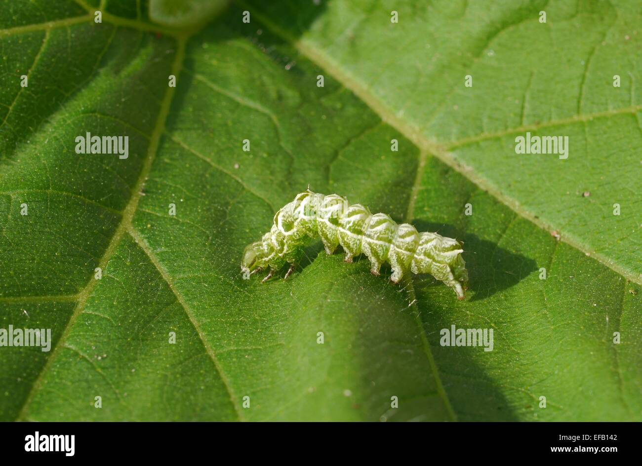 macro image of forest tent green caterpillar moth Stock Photo