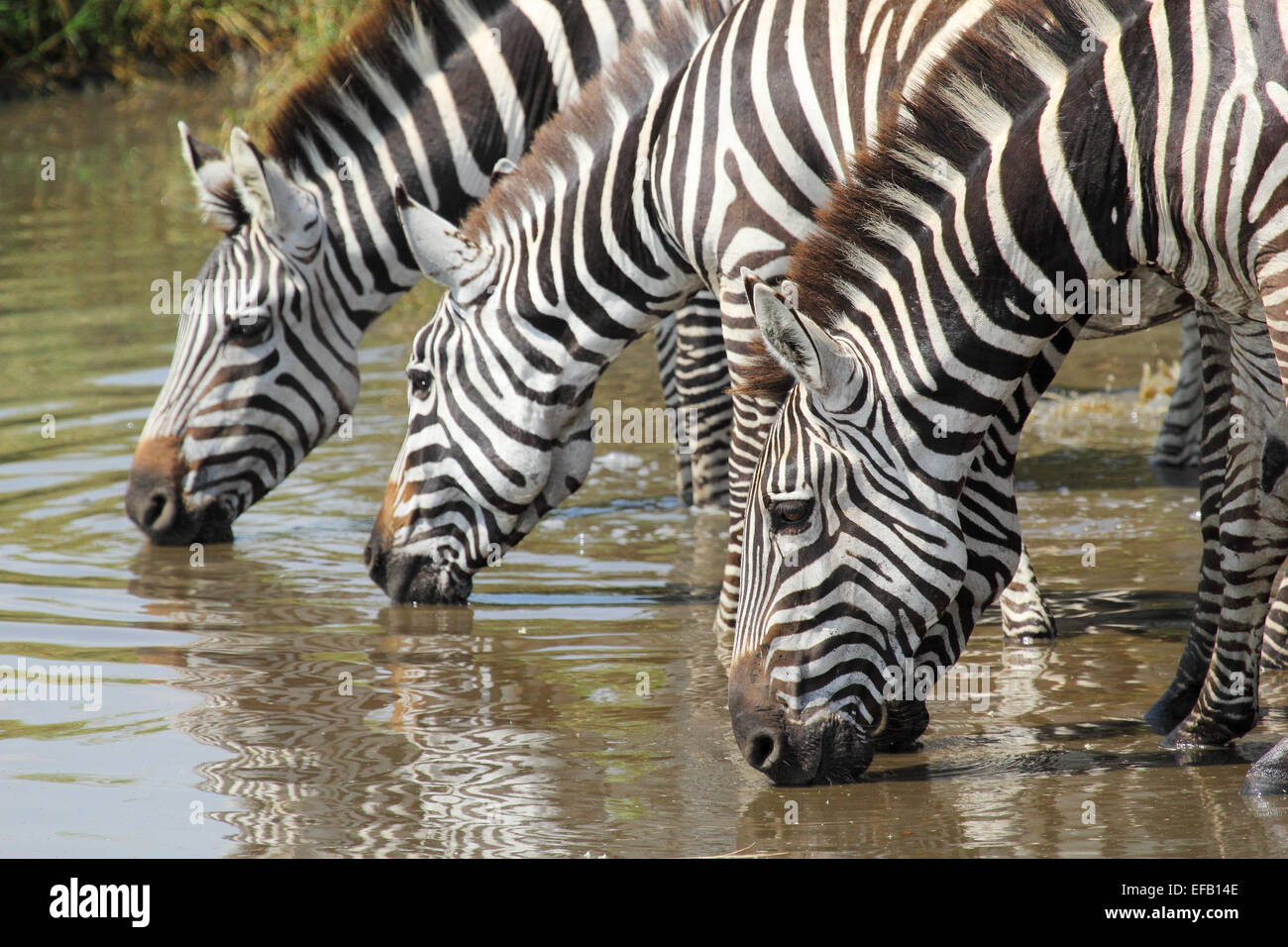 A group of common zebras, Equus Quagga, drinking from a waterhole in Serengeti National Park, Tanzania Stock Photo