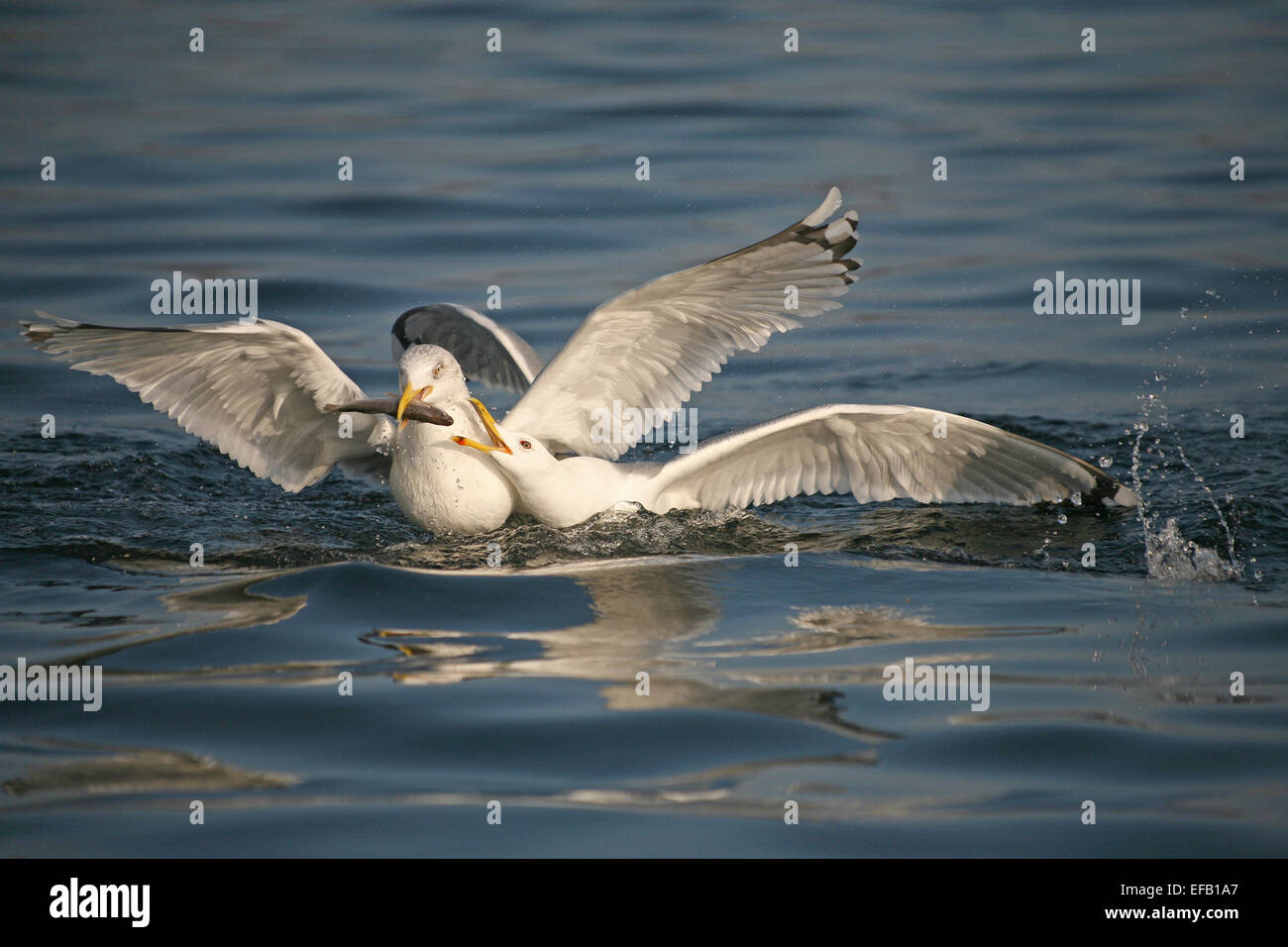 Herring Gulls (Larus argentatus) fighting over a fish, Mecklenburg-Western Pomerania, Germany Stock Photo
