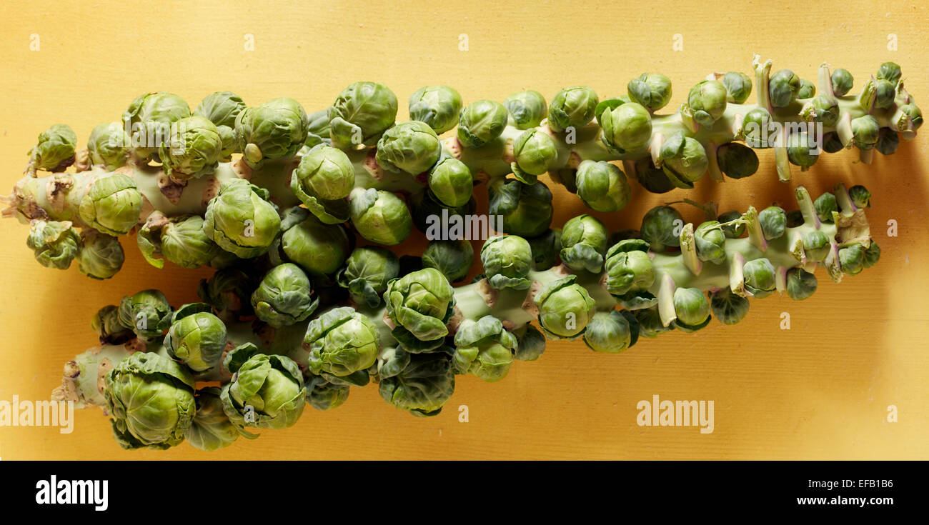 Brussels Sprouts on the stalk Stock Photo