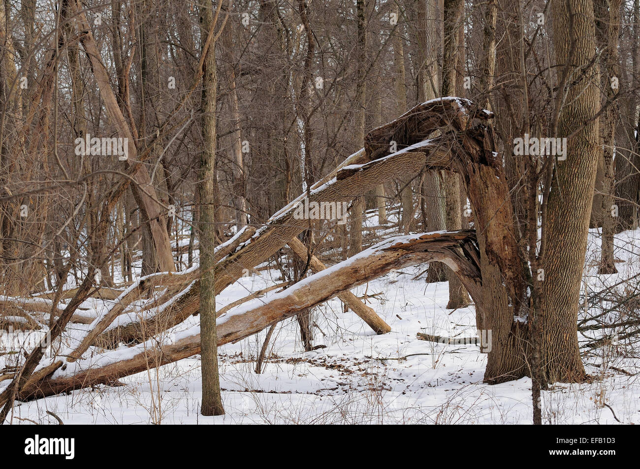 Fallen trees in the forest hi-res stock photography and images - Alamy
