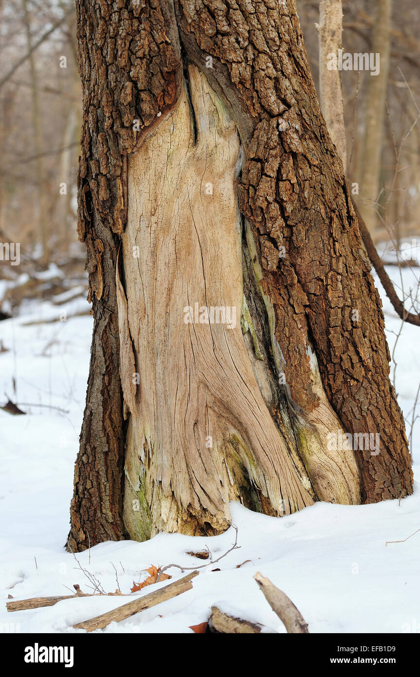 Error Missing Tree Tree trunk with area missing bark Stock Photo - Alamy
