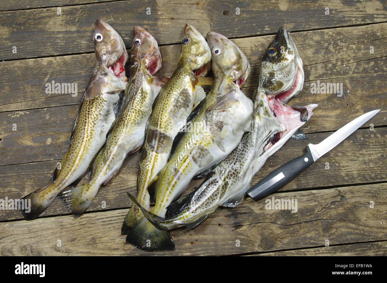 big  codfishes and knife on wooden board Stock Photo