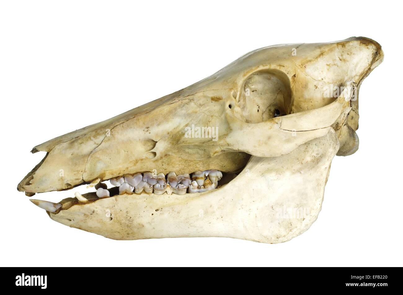 wildboar's skull on white background Stock Photo