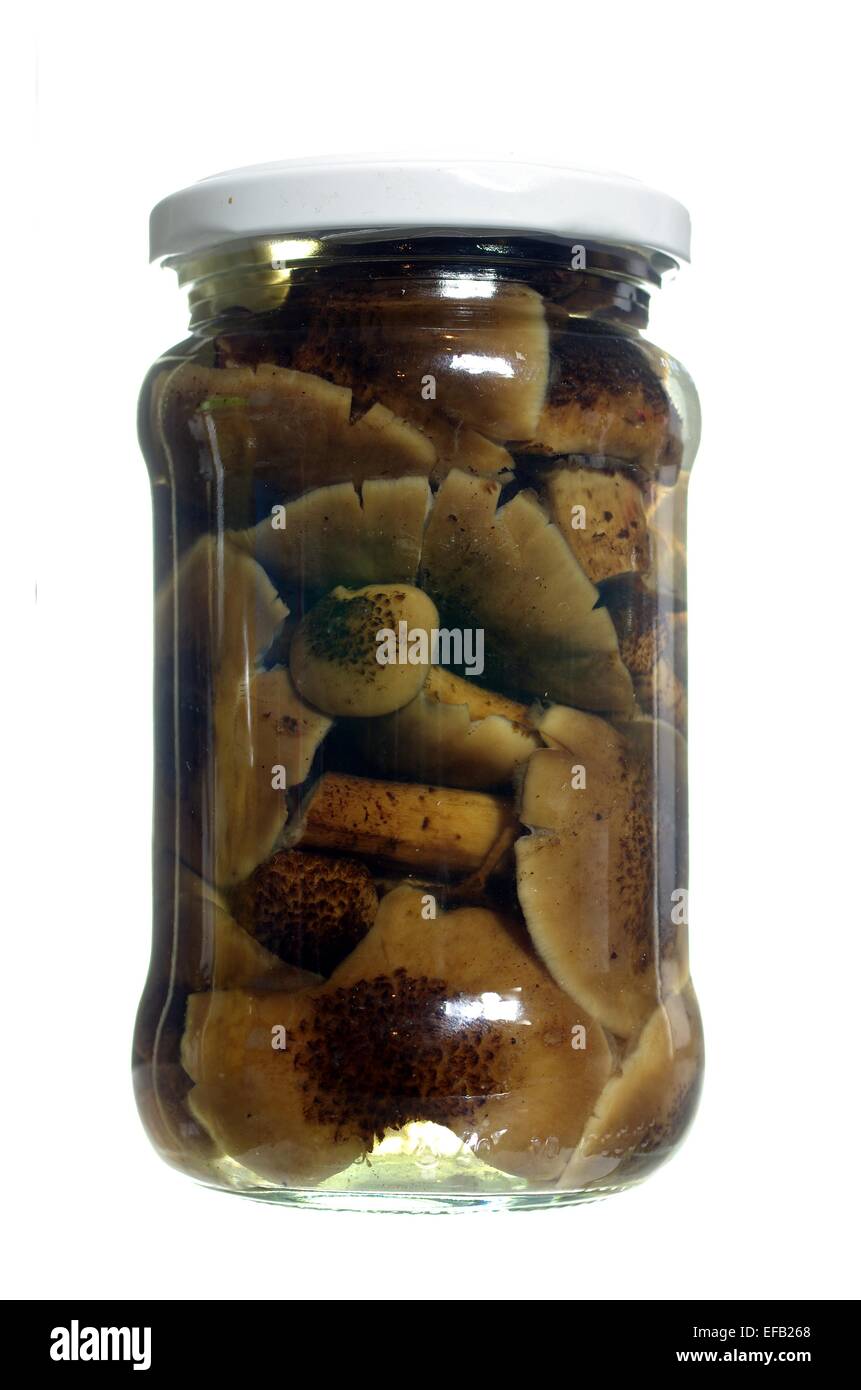 marinated  honey fungus mushrooms in glass jar isolated white Stock Photo