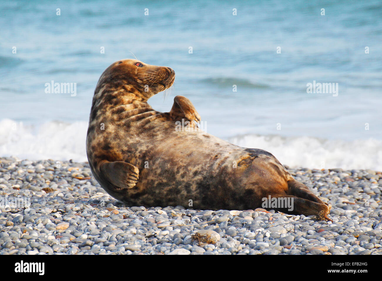 Grey Seal, Kegelrobbe (Halichoerus grypus), Helgoland, Schleswig-Holstein, Deutschland, Europa Stock Photo