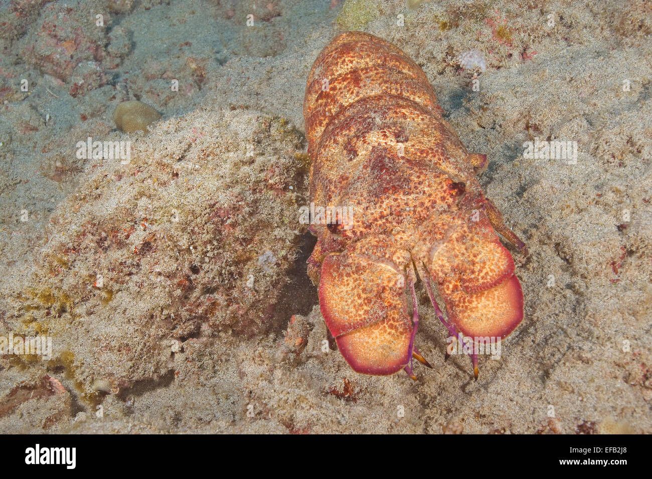 Hawaii Tropical Slipper Lobster Stock Photo Alamy