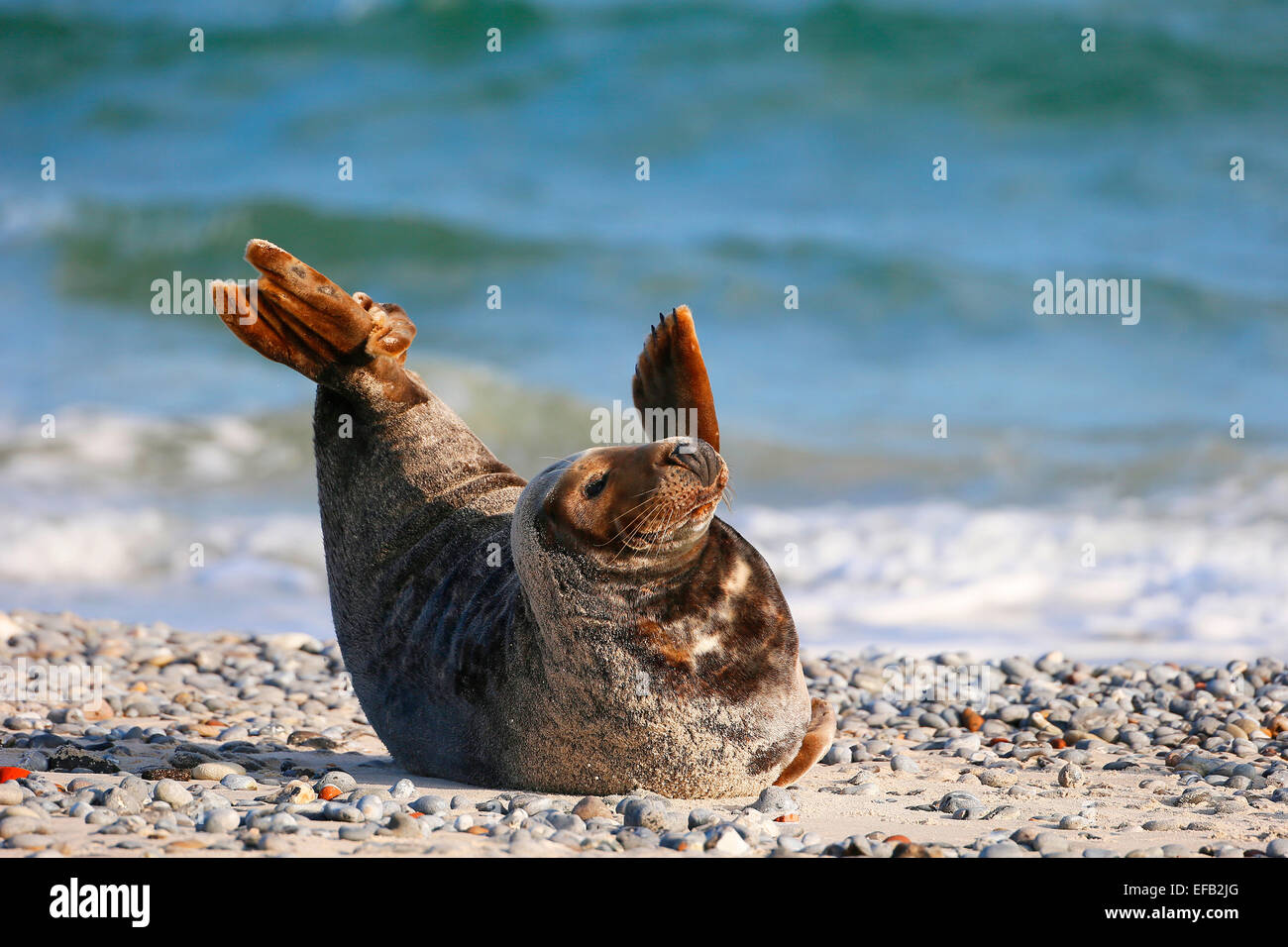 Grey Seal, Kegelrobbe (Halichoerus grypus), Helgoland, Schleswig-Holstein, Deutschland, Europa Stock Photo