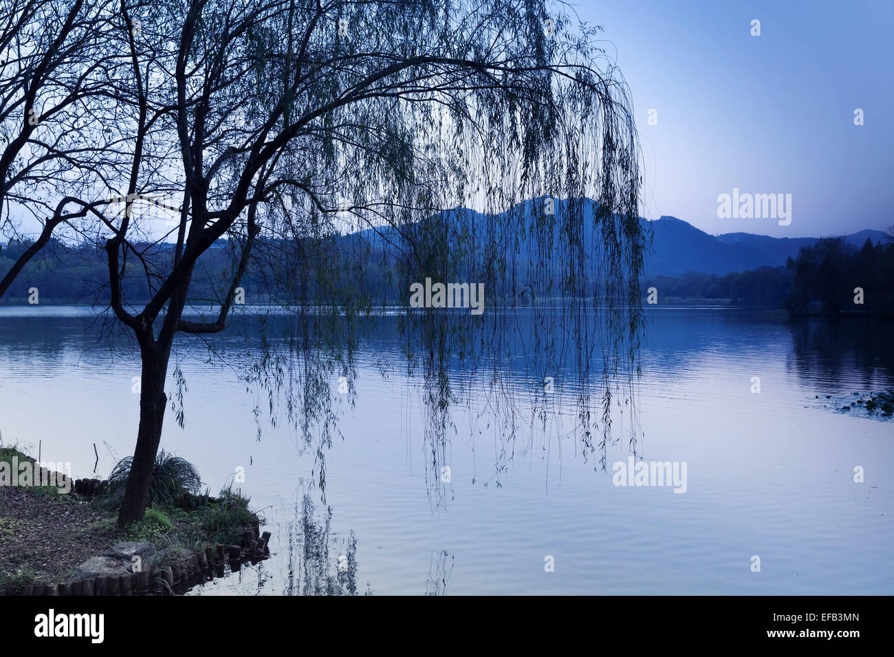 Black weeping willow silhouette on the coast. Walking around famous West Lake park in Hangzhou city center, China. Blue toned ph Stock Photo