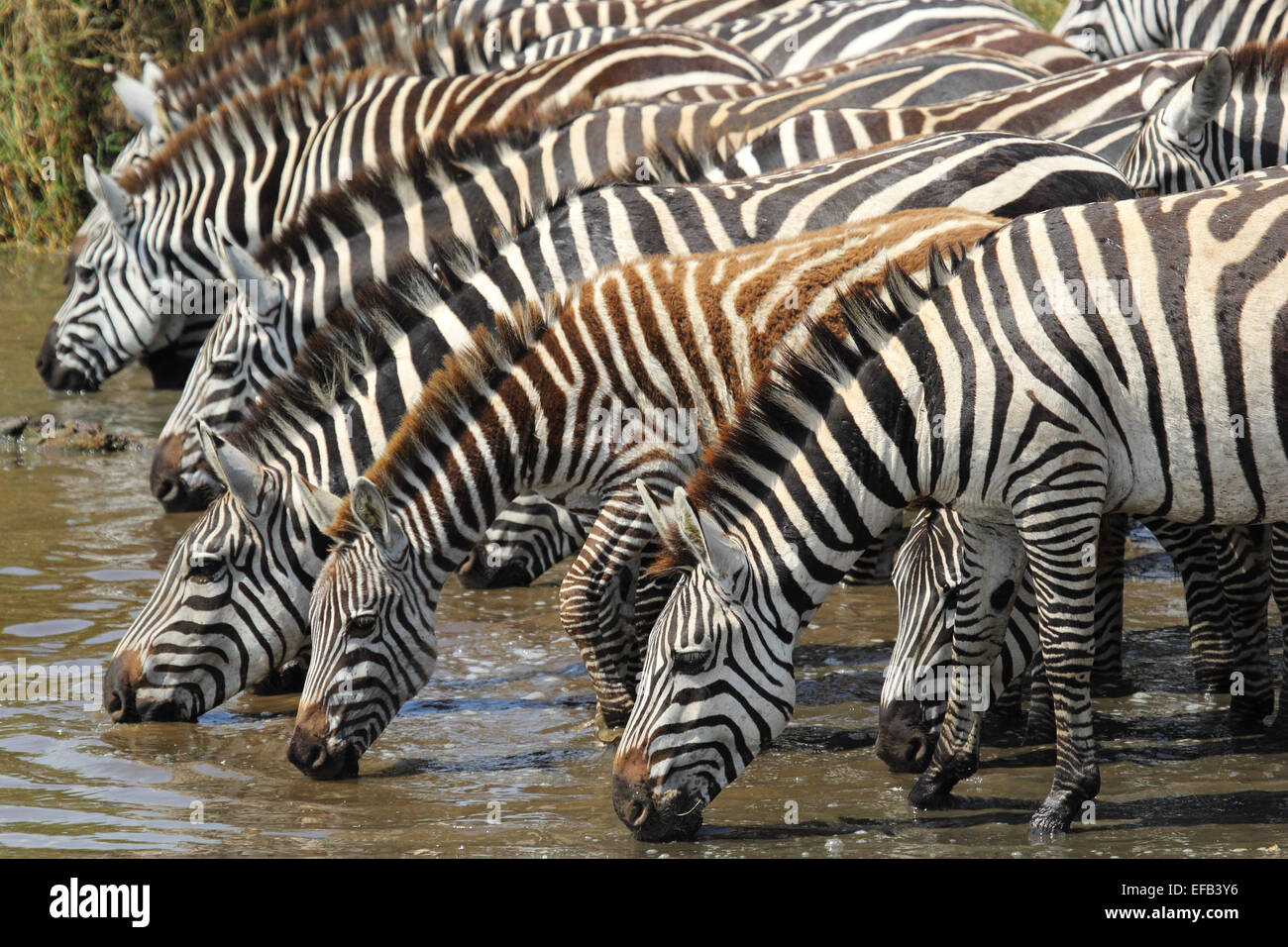 A group of common zebras, Equus Quagga, drinking from a waterhole in Serengeti National Park, Tanzania Stock Photo
