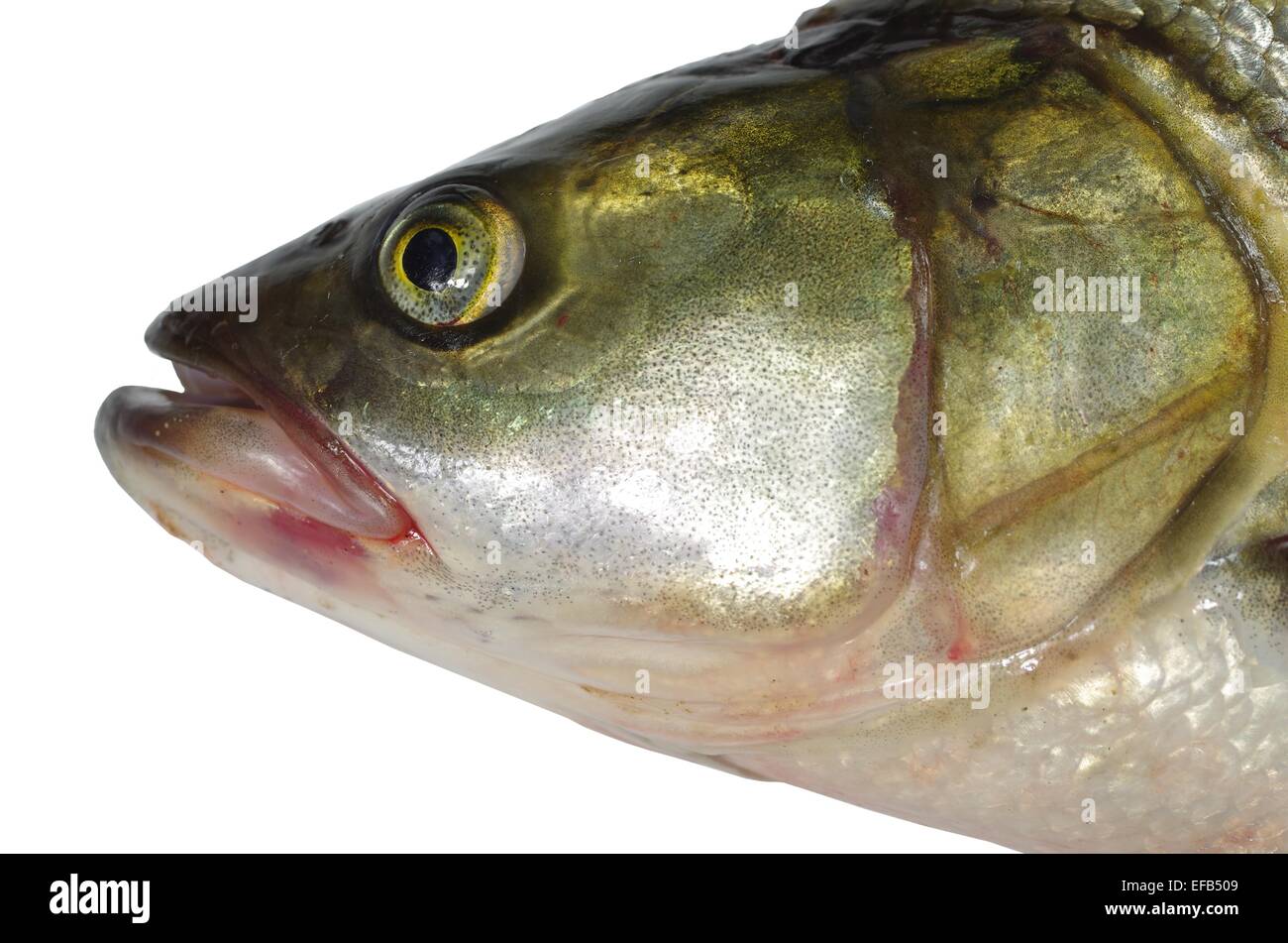asp predatory freshwater fish on white background Stock Photo