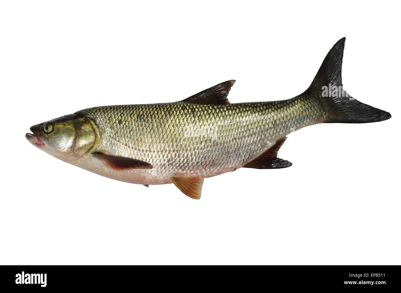 asp predatory freshwater fish on white background Stock Photo