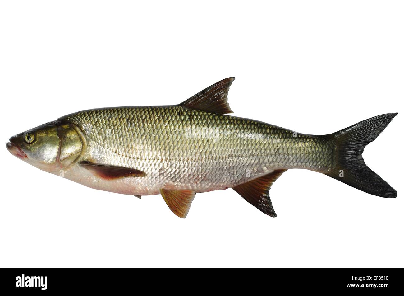 asp predatory freshwater fish on white background Stock Photo