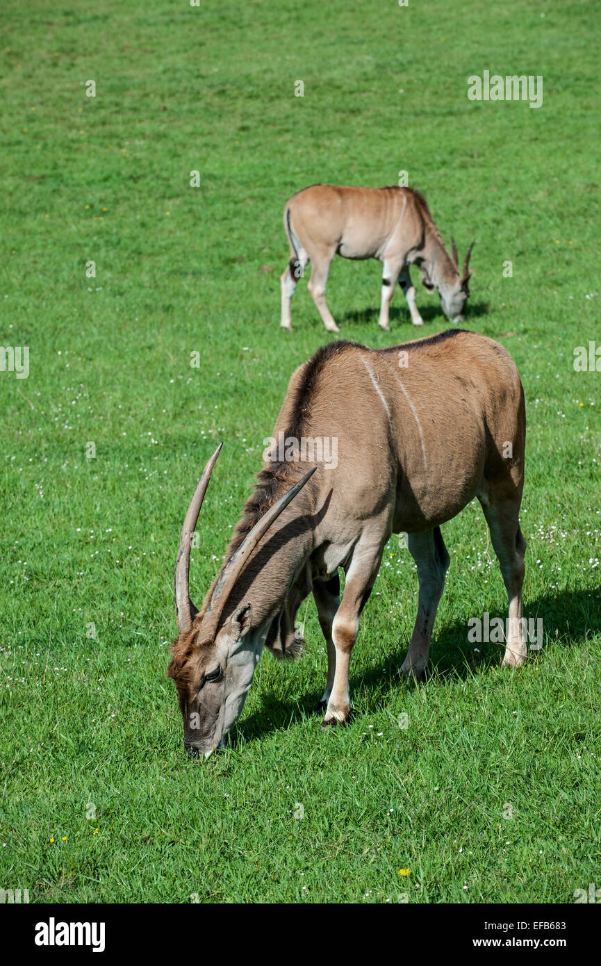 Common elands / southern eland / eland antelope (Taurotragus oryx) grazing in grassland Stock Photo